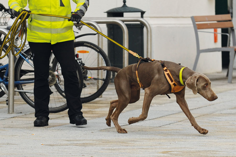 Mantrailing YOUR DOG
