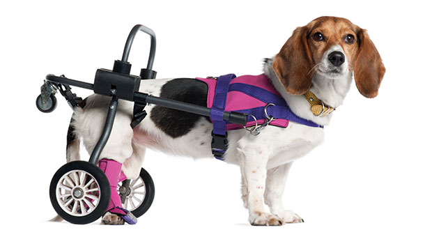Behinderte Hunde - retten um jeden Preis? - YOUR DOG Hundemagazin
