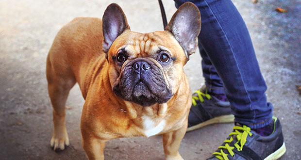Resultado de imagen para french bulldog Hund SpaÃ