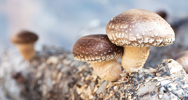 banner_vitalpilze YOUR DOG Hundemagazin