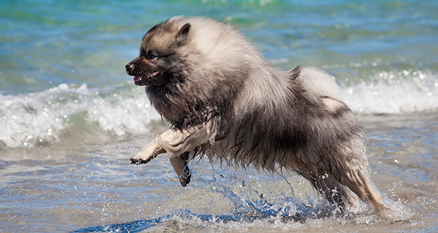 Graue Schönheit mit Charakter der Wolfsspitz im Graue Schönheit mit Charakter der Wolfsspitz im